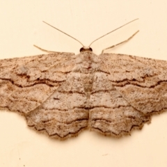 Scioglyptis loxographa (Light Grey Bark Moth) at Ainslie, ACT - 10 Dec 2023 by jb2602