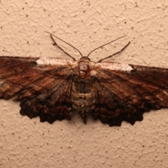 Pholodes sinistraria (Sinister or Frilled Bark Moth) at Ainslie, ACT - 10 Dec 2023 by jb2602