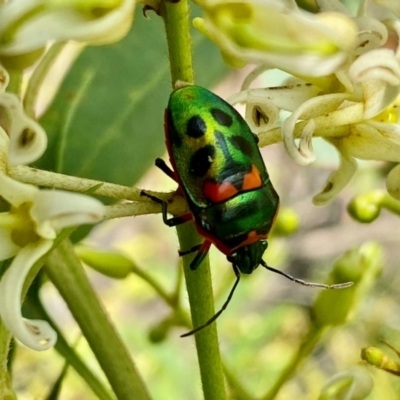 Scutiphora pedicellata (Metallic Jewel Bug) at Wingecarribee Local Government Area - 13 Dec 2023 by GlossyGal