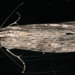 Capusa senilis (Black-banded Wedge-moth) at Ainslie, ACT - 10 Dec 2023 by jb2602
