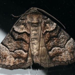 Dysbatus (genus) at Ainslie, ACT - 10 Dec 2023