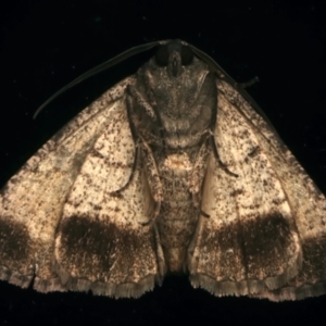 Dysbatus (genus) at Ainslie, ACT - 10 Dec 2023