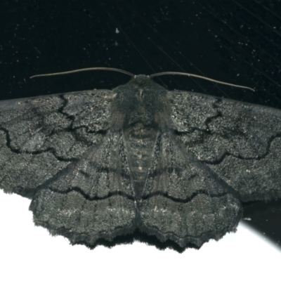 Melanodes anthracitaria (Black Geometrid) at Ainslie, ACT - 10 Dec 2023 by jb2602