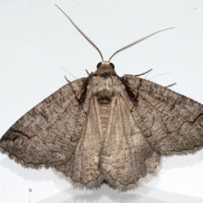 Austroterpna paratorna (Rounded Grey (Geometrinae)) at Ainslie, ACT - 10 Dec 2023 by jb2602