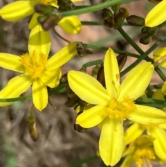 Tricoryne elatior (Yellow Rush Lily) at Red Hill to Yarralumla Creek - 12 Dec 2023 by KL