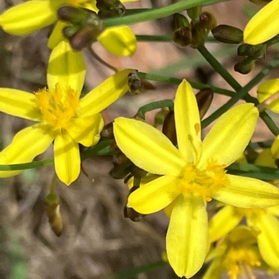 Tricoryne elatior (Yellow Rush Lily) at GG38 - 12 Dec 2023 by KL
