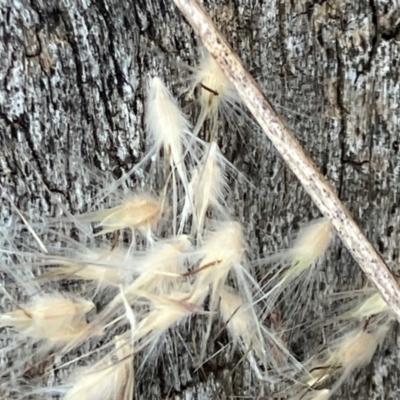 Rytidosperma longifolium (Long-leaved Wallaby Grass) at Red Hill, ACT - 12 Dec 2023 by KL