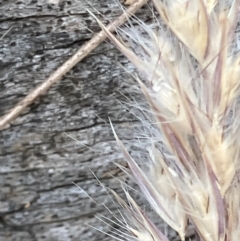 Rytidosperma longifolium at Red Hill, ACT - 12 Dec 2023 02:25 PM