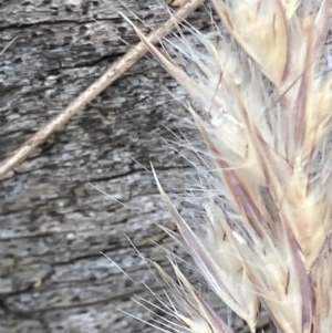 Rytidosperma longifolium at Red Hill, ACT - 12 Dec 2023 02:25 PM