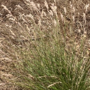 Rytidosperma longifolium at Red Hill, ACT - 12 Dec 2023