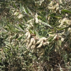 Acacia lanigera var. lanigera at QPRC LGA - 13 Dec 2023