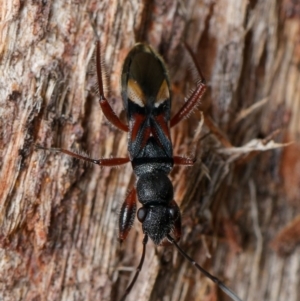 Daerlac cephalotes at Downer, ACT - 13 Dec 2023 04:03 PM