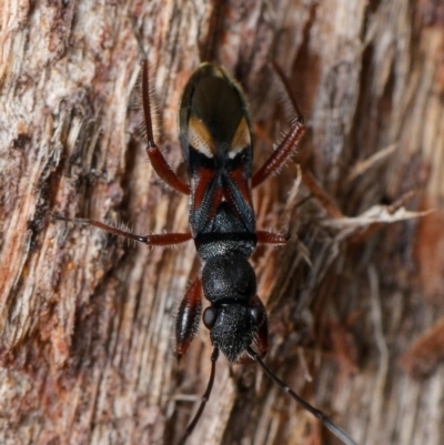 Daerlac cephalotes (Ant Mimicking Seedbug) at Downer, ACT - 13 Dec 2023 by RobertD