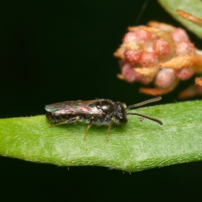 Apiformes (informal group) (Unidentified bee) at Downer, ACT - 13 Dec 2023 by RobertD