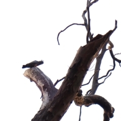 Callocephalon fimbriatum (identifiable birds) (Gang-gang Cockatoo (named birds)) at Mount Painter - 12 Dec 2023 by CathB