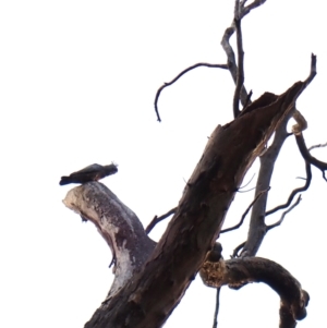 Callocephalon fimbriatum (identifiable birds) at Mount Painter - 13 Dec 2023