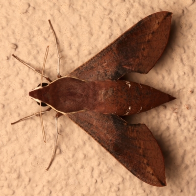 Hippotion scrofa (Coprosma Hawk Moth) at Ainslie, ACT - 10 Dec 2023 by jb2602