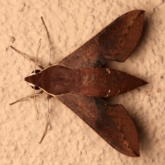 Hippotion scrofa (Coprosma Hawk Moth) at Ainslie, ACT - 10 Dec 2023 by jb2602