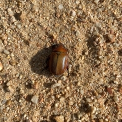 Anoplognathus sp. (genus) (Unidentified Christmas beetle) at Forde, ACT - 12 Dec 2023 by UserWEVJjASp