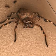 Neosparassus calligaster (Beautiful Badge Huntsman) at Ainslie, ACT - 10 Dec 2023 by jb2602