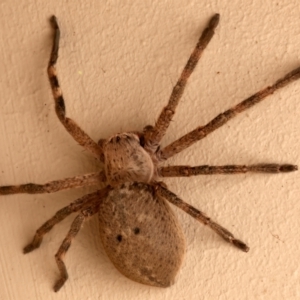 Neosparassus calligaster at Ainslie, ACT - 10 Dec 2023