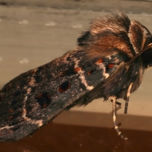 Proteuxoa sanguinipuncta at Ainslie, ACT - 10 Dec 2023