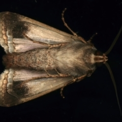 Proteuxoa sanguinipuncta at Ainslie, ACT - 10 Dec 2023