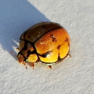 Harmonia testudinaria (Tortoise-shelled ladybird) at Burradoo, NSW - 4 Dec 2023 by GlossyGal