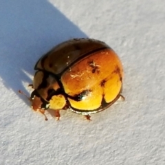 Harmonia testudinaria (Tortoise-shelled ladybird) at Wingecarribee Local Government Area - 4 Dec 2023 by GlossyGal