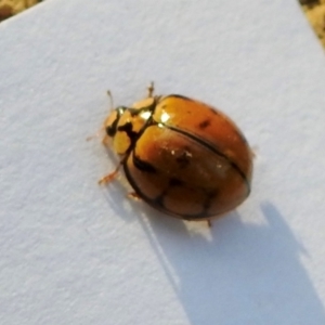 Harmonia testudinaria at Wingecarribee Local Government Area - suppressed