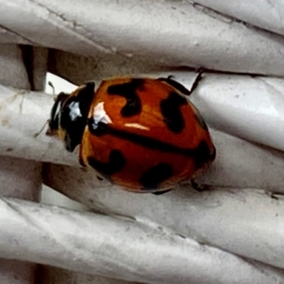 Coccinella transversalis (Transverse Ladybird) at Wingecarribee Local Government Area - 3 Dec 2023 by GlossyGal