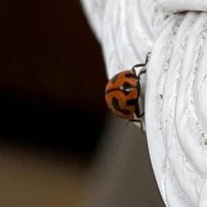 Coccinella transversalis at Wingecarribee Local Government Area - suppressed