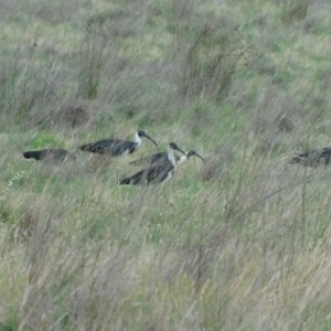 Threskiornis spinicollis at Symonston, ACT - 13 Dec 2023