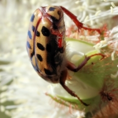 Neorrhina punctata (Spotted flower chafer) at Wodonga, VIC - 9 Dec 2023 by KylieWaldon