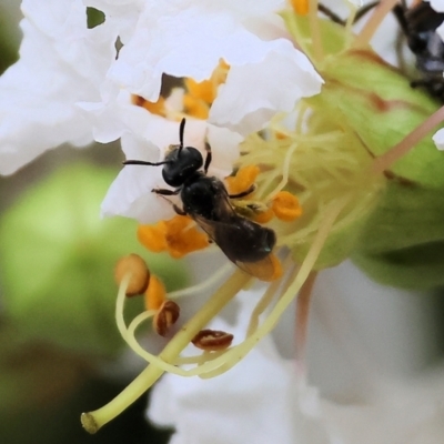 Unidentified Bee (Hymenoptera, Apiformes) at Wodonga - 9 Dec 2023 by KylieWaldon