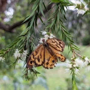 Heteronympha merope at Watson, ACT - suppressed