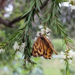 Heteronympha merope at Watson, ACT - 13 Dec 2023