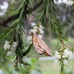 Heteronympha merope at Watson, ACT - suppressed