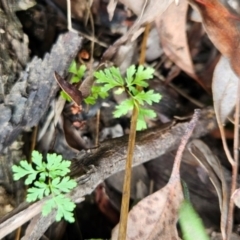 Cheilanthes (genus) (Rock Fern) at Black Mountain - 13 Dec 2023 by BethanyDunne