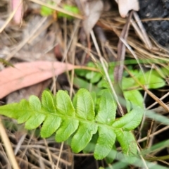 Blechnum sp. (A Hard Fern) at Black Mountain - 13 Dec 2023 by BethanyDunne