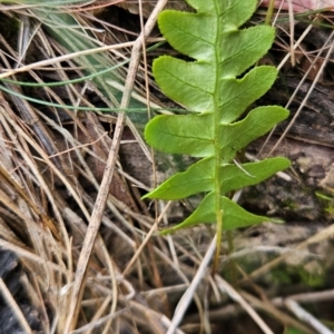 Blechnum sp. at Black Mountain - 13 Dec 2023