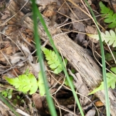 Blechnum sp. at Black Mountain - 13 Dec 2023