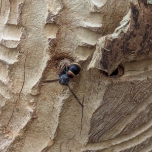 Eumeninae (subfamily) at Watson, ACT - 13 Dec 2023