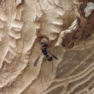 Eumeninae (subfamily) at Watson, ACT - 13 Dec 2023