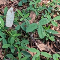 Glycine tabacina (Variable Glycine) at Watson Green Space - 10 Dec 2023 by AniseStar