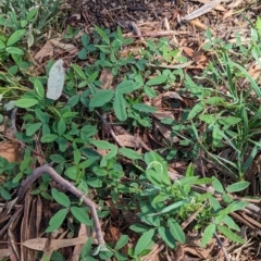 Glycine tabacina at Watson Green Space - 10 Dec 2023