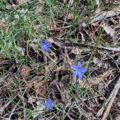 Wahlenbergia sp. (Bluebell) at Hackett, ACT - 10 Dec 2023 by AniseStar