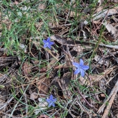 Wahlenbergia sp. at Hackett, ACT - 10 Dec 2023 03:38 PM