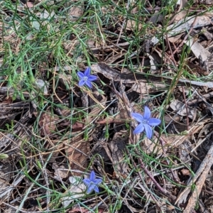 Wahlenbergia sp. at Hackett, ACT - 10 Dec 2023