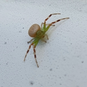 Australomisidia pilula at Rugosa - 13 Dec 2023